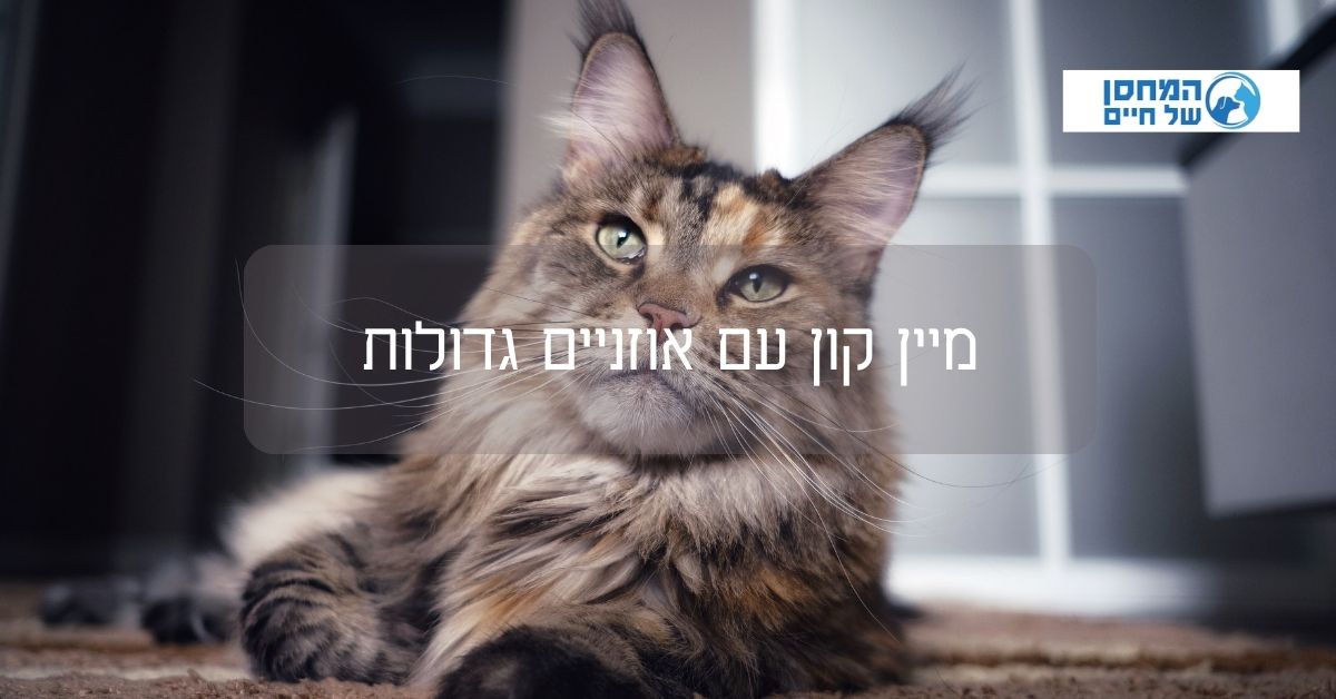 מיין קון עם אוזניים גדולות